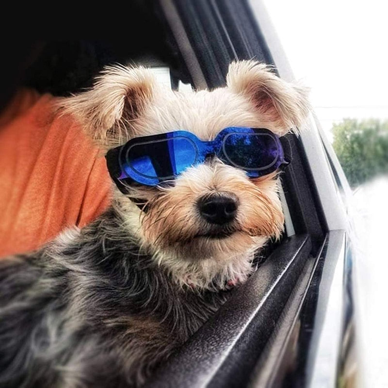 Fashion Small Dog Windproof Goggles