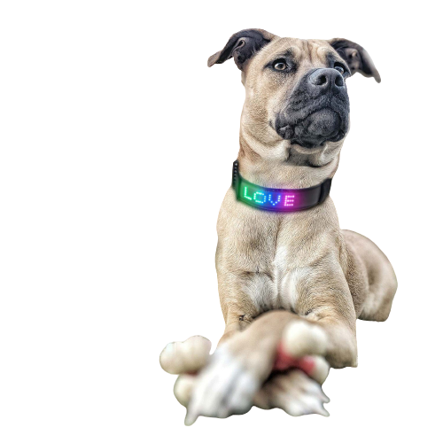 Led Luminous App Control Pet Collar