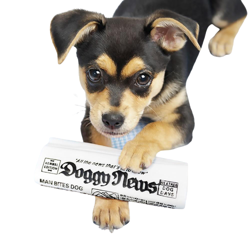 Squeaky Newspaper Dog Fun Toy